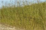 Salix Viminalis 50-100 cm høj